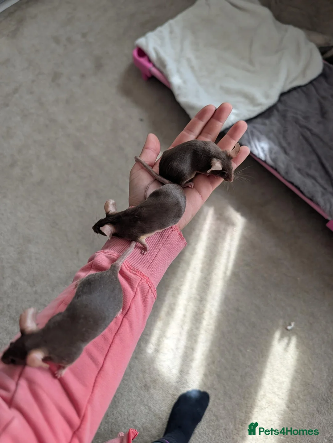 Mouse rodents for sale: Males and females looking for homes  - Advert 4