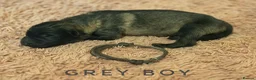 German Shepherd dogs for sale: Fully Health Tested, KC registered GSD puppies due - Advert 25