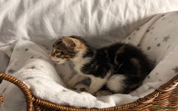 Bengal cats for sale: Bengal kittens ready now - Image 18