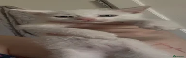 kitten 4 (dancer)