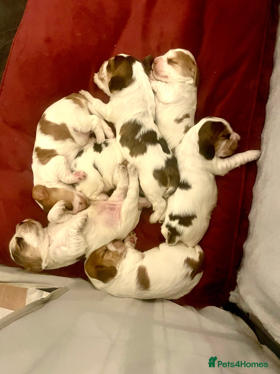 Cocker Spaniel dogs for sale: Show Type cocker spaniel puppies for sale - Image 14