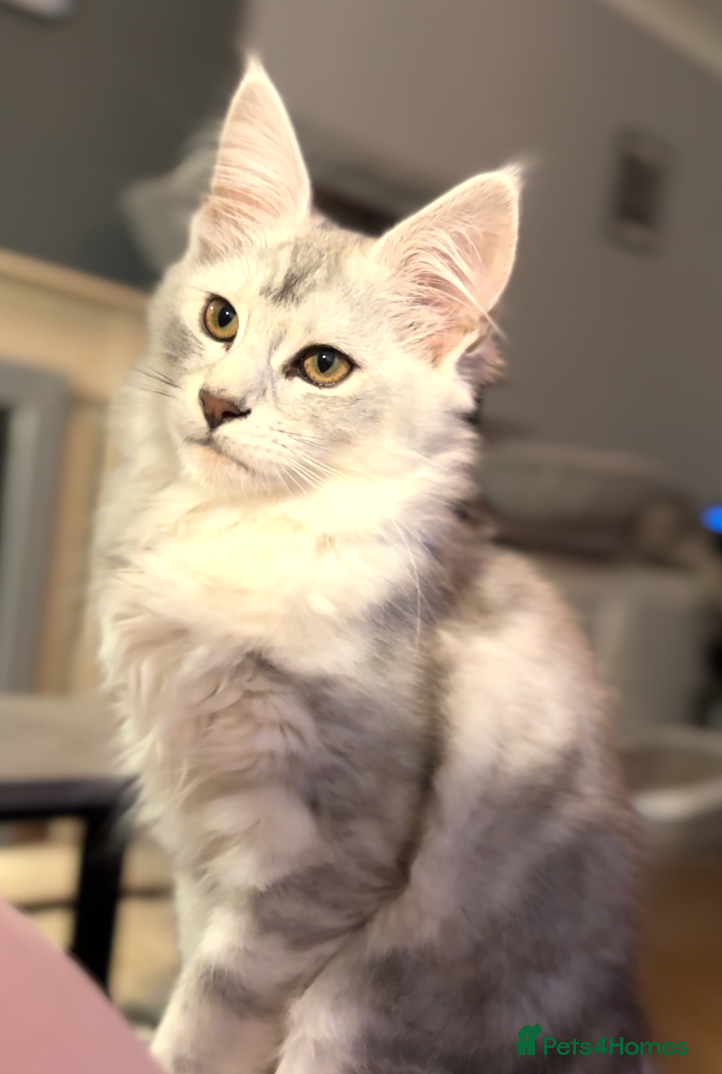 Maine Coon cats Pure pedigree maine coon shaded tica female - Advert 17