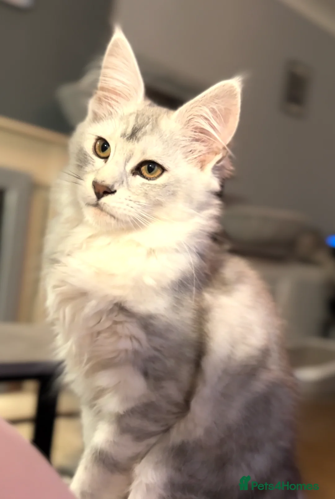 Maine Coon cats for sale: Pure pedigree maine coon shaded tica female - Advert 2