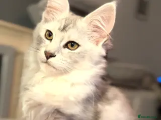 Maine Coon cats Pure pedigree maine coon shaded tica female - Advert 17