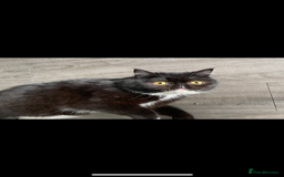 Persian cats for sale: Persian exotic cats - new homes needed - Image 11
