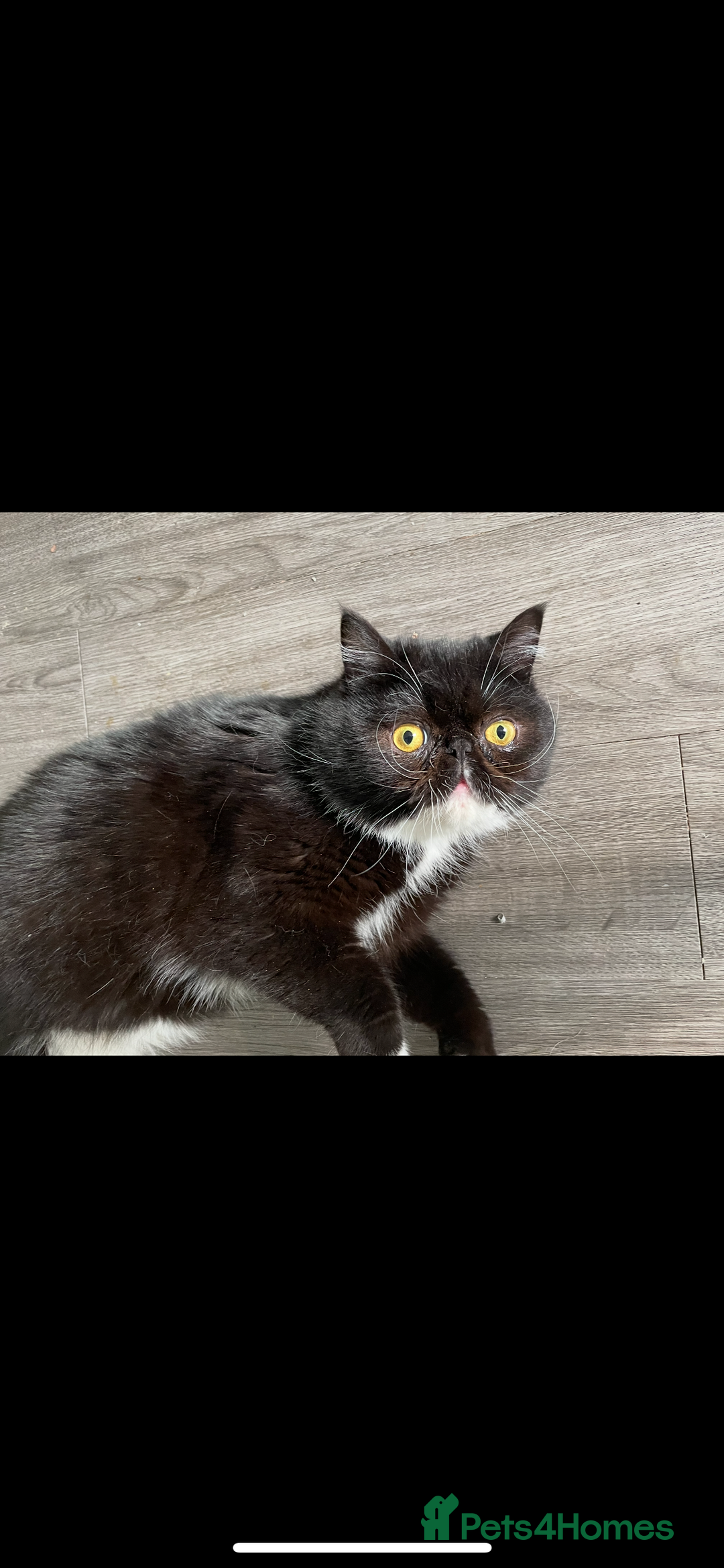 Persian cats for sale: Persian exotic cats - new homes needed - Image 11