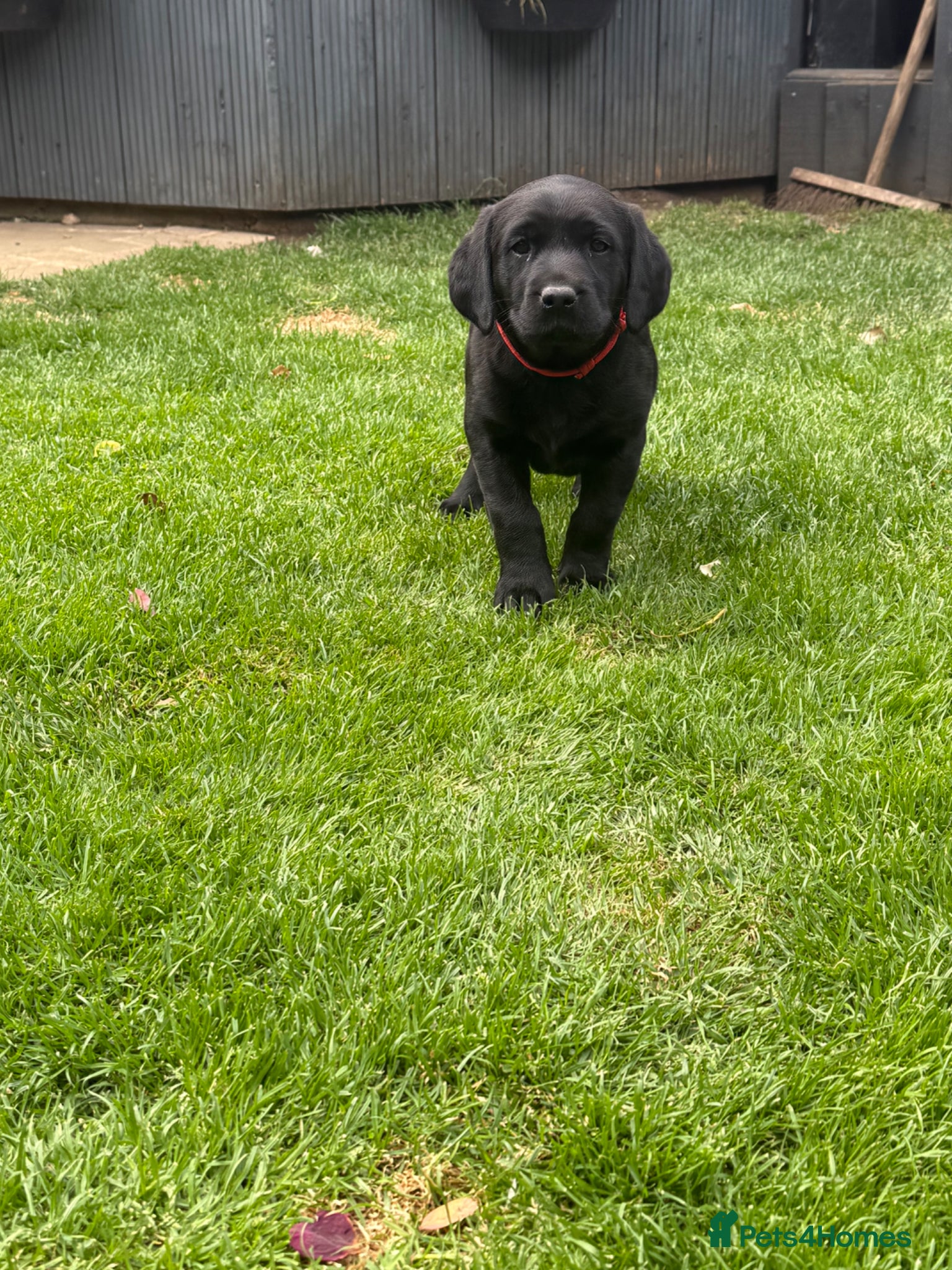 Labrador Retriever dogs for sale: KC Registered Black Labrador bitch  - Advert 2