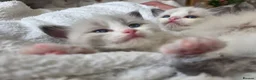 Ragdoll cats for sale: Pure Ragdoll Kittens 🌸 - Advert 12