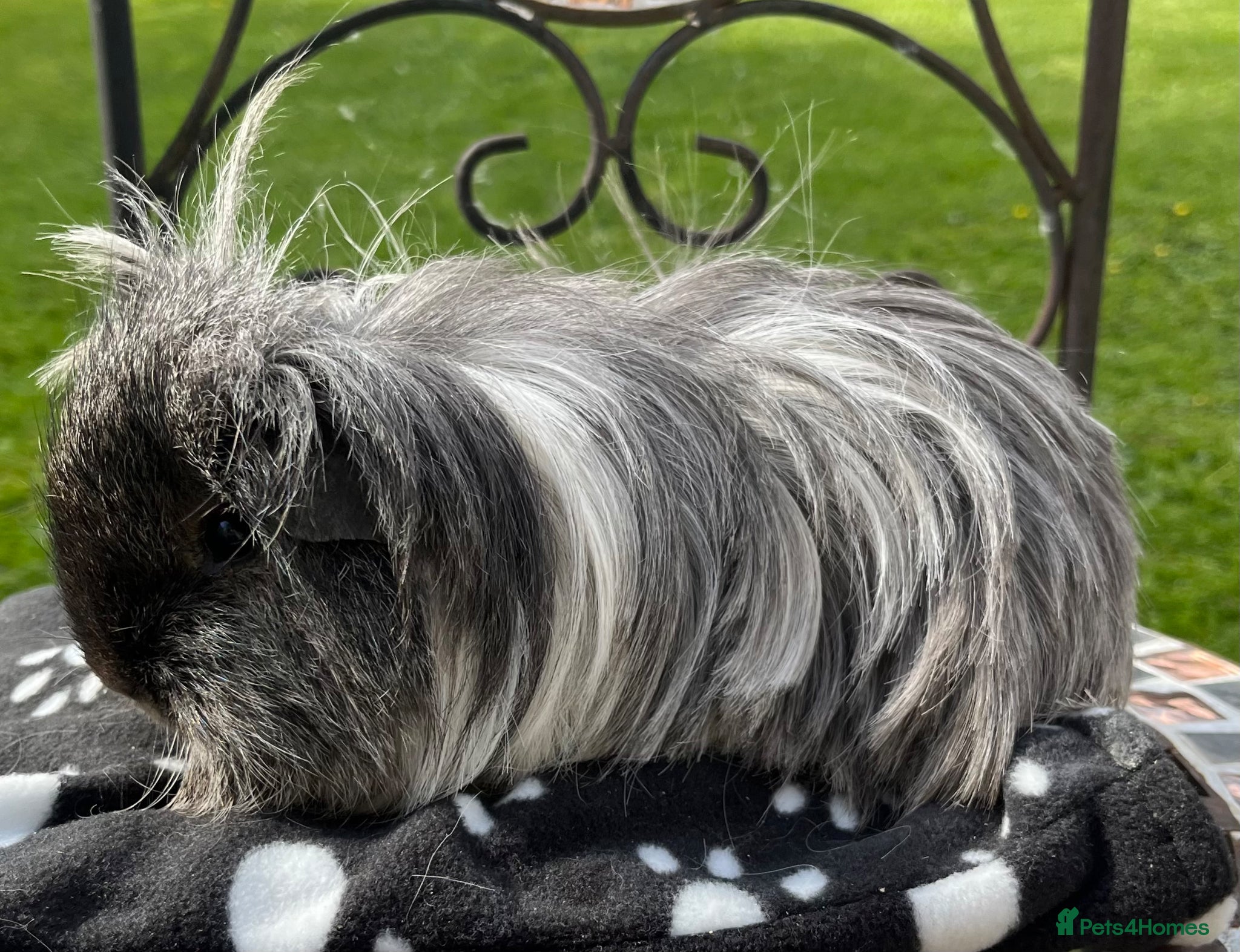 Guinea Pig rodents Sheltie/silky guinea pig breed quality/young  - Advert 2