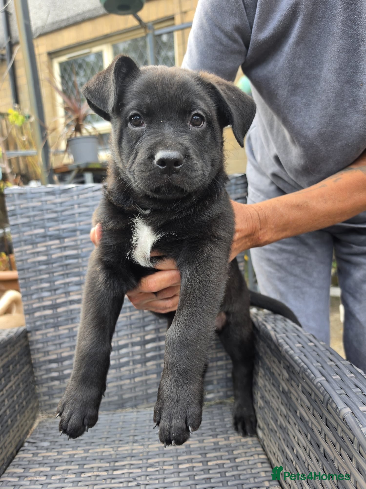 Mixed Breed dogs French bulldog x German Shepard pups for sale  - Advert 4