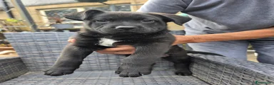 Mixed Breed 1