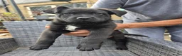 Mixed Breed dogs for sale: French bulldog x German Shepard pups for sale  - Advert 1