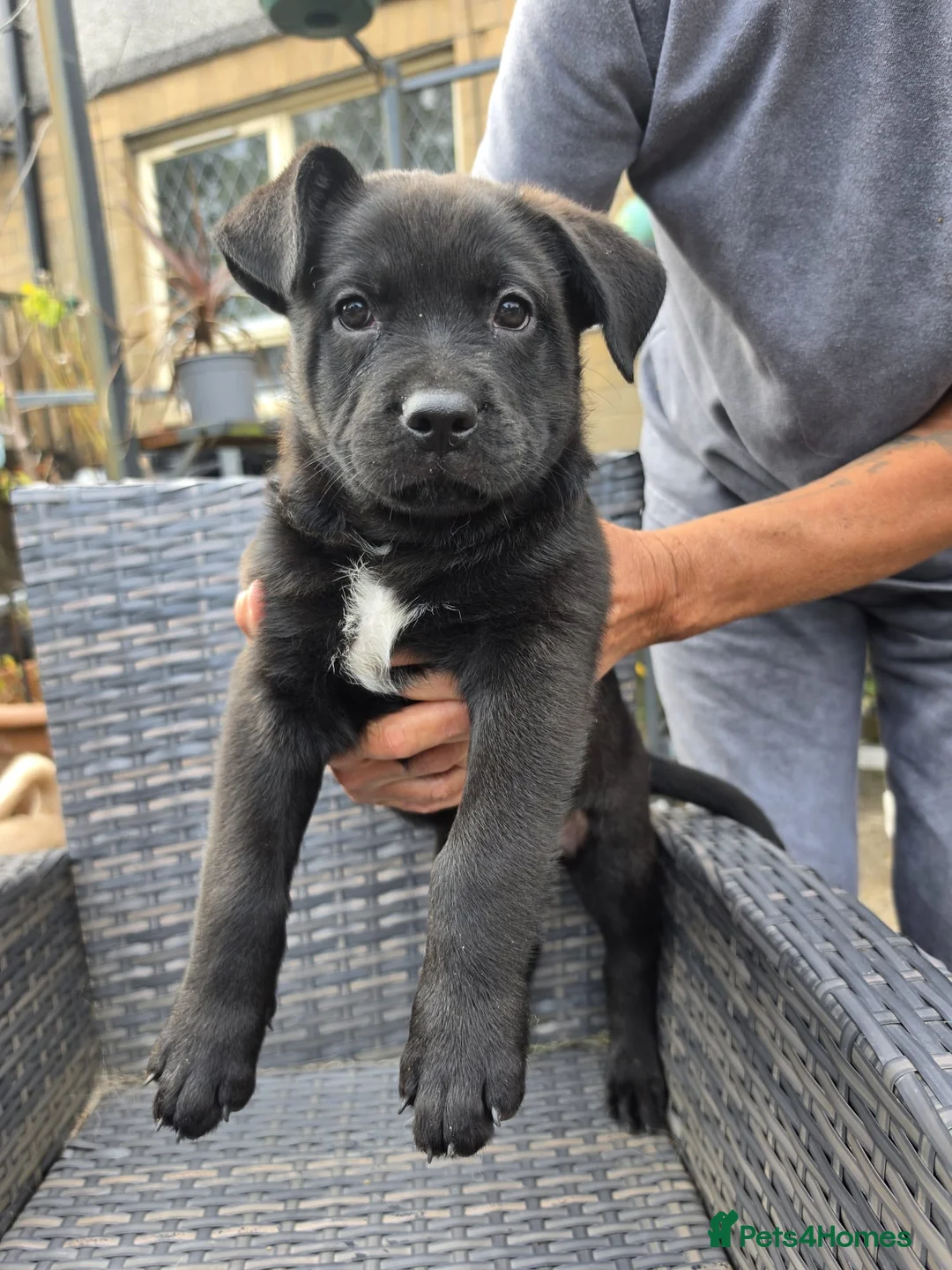 Mixed Breed dogs for sale: French bulldog x German Shepard pups for sale  - Advert 1