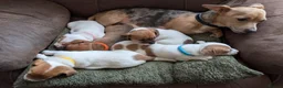 Jack Russell dogs for sale: Jack Russell Puppies, Ready 20th March - Advert 3