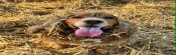 Cocker Spaniel dogs for sale: 2 golden cocker spaniel females - Advert 2