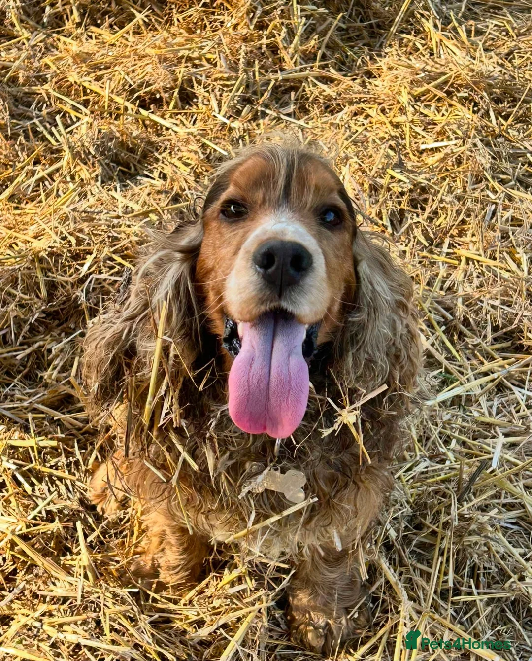 Cocker Spaniel dogs for sale: 2 golden cocker spaniel females - Advert 2