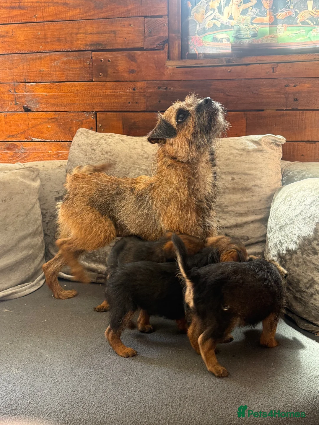 Border Terrier dogs for sale: 3 Border Terrier puppies 8 weeks old  in Slough - Advert 6