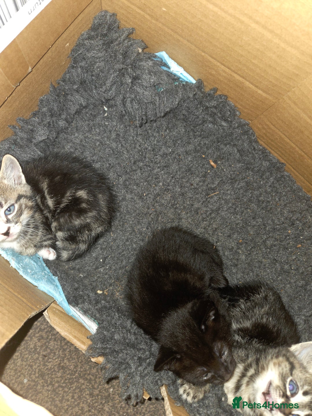 Mixed Breed cats for sale: 5 beautiful kittens - Advert 5