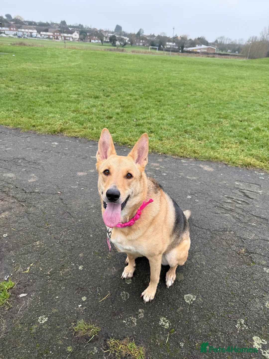 German Shepherd dogs for sale: URGENT REHOMING – FEMALE GERMAN SHEPHERD 🐾 - Advert 4