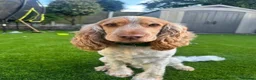Cocker Spaniel dogs for sale: Adorable Kennel Club Reg. Show Cocker Spaniel Pups - Advert 39
