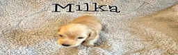 Miniature Dachshund dogs for sale: Cream dachshund  - Advert 11