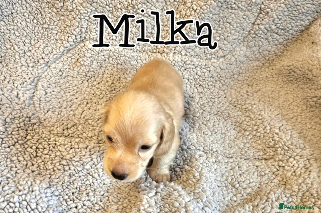 Miniature Dachshund dogs for sale: Cream dachshund  - Advert 11