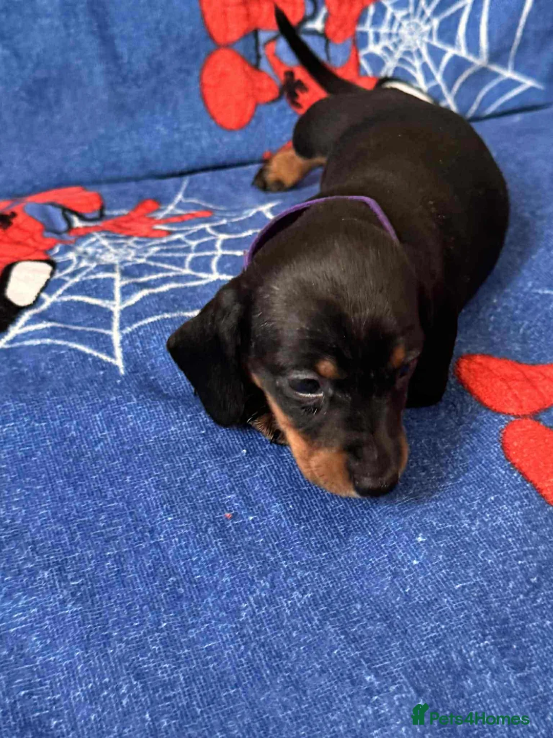 Miniature Dachshund dogs for sale: Puppies 🐶  - Advert 24