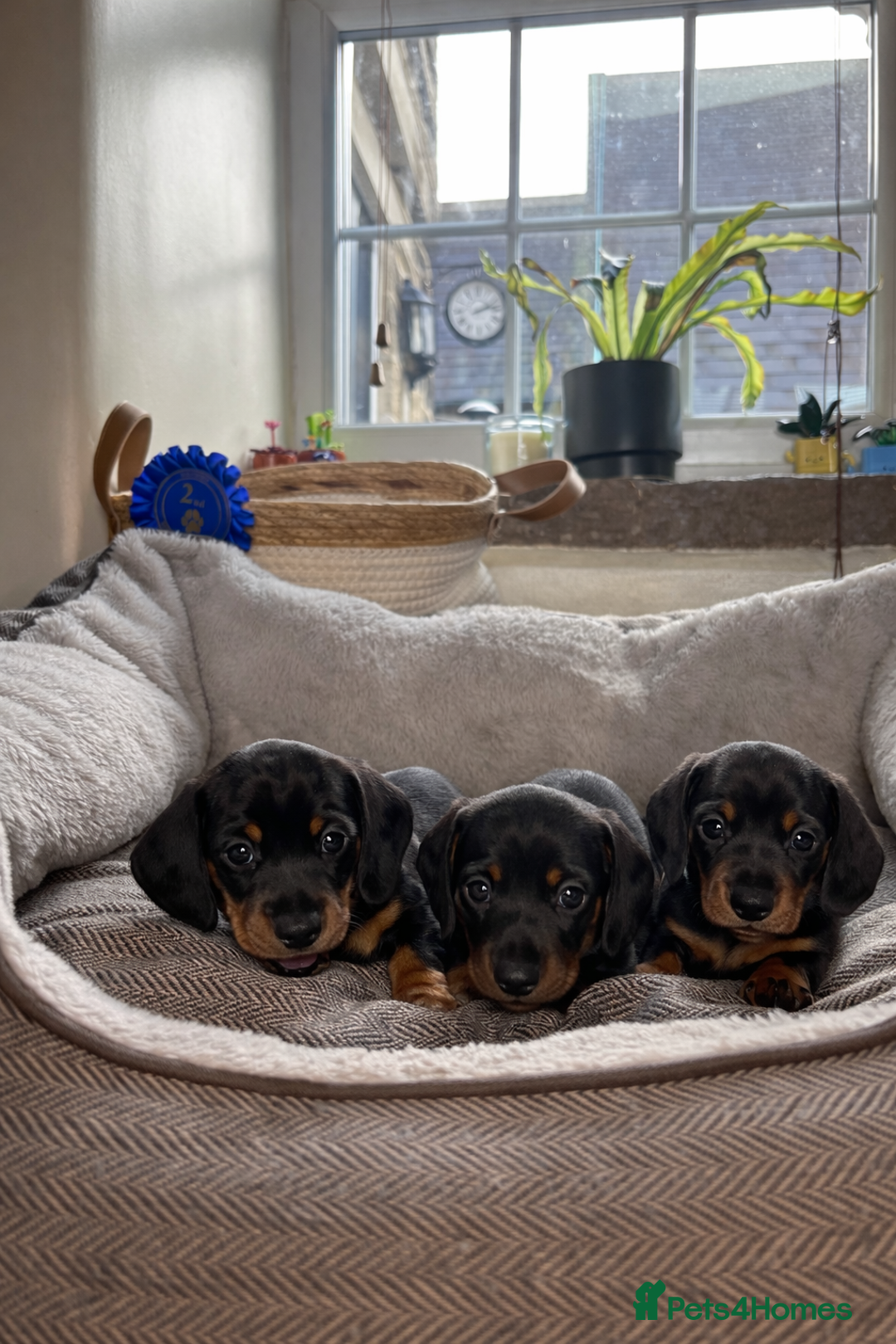 Miniature Dachshund dogs for sale: Miniature dachshunds-Blue & tan ,black & tan left - Advert 8