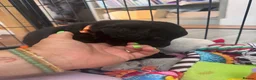 Labradoodle dogs for sale: Labradoodle Puppies - Advert 24