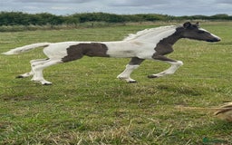 Friesian horses for sale: Friesian x Irish Gypsy Cob - Image 1