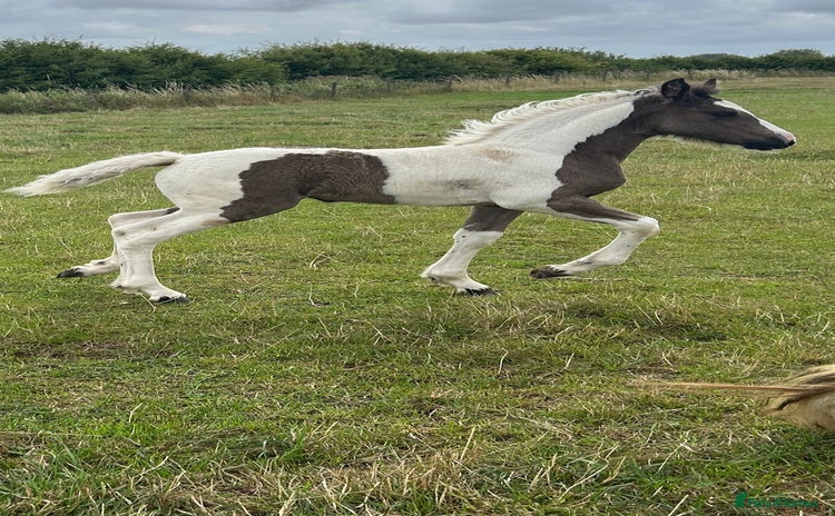 Friesian horses - Advert 2