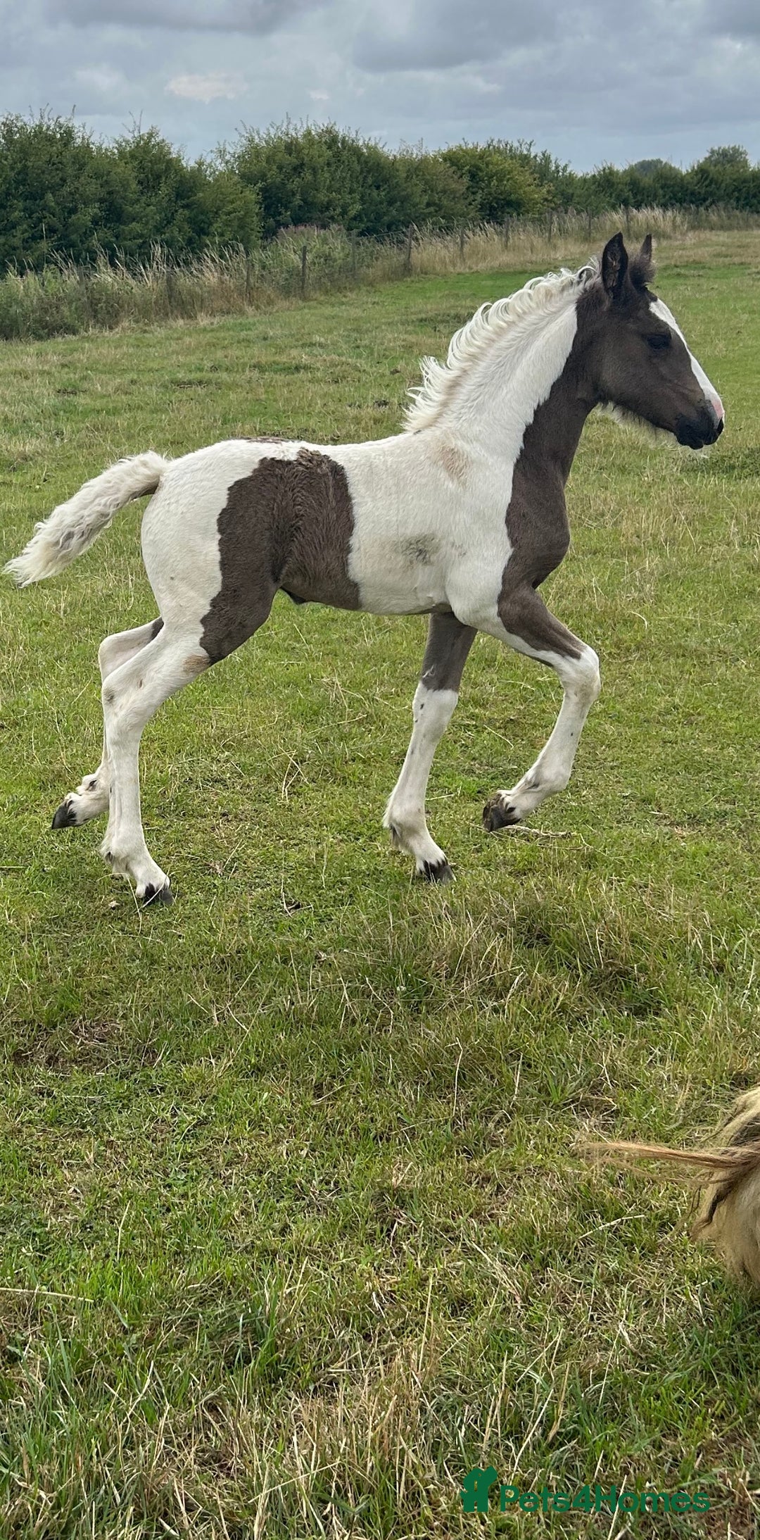 Friesian horses for sale: Friesian x Irish Gypsy Cob - Image 1