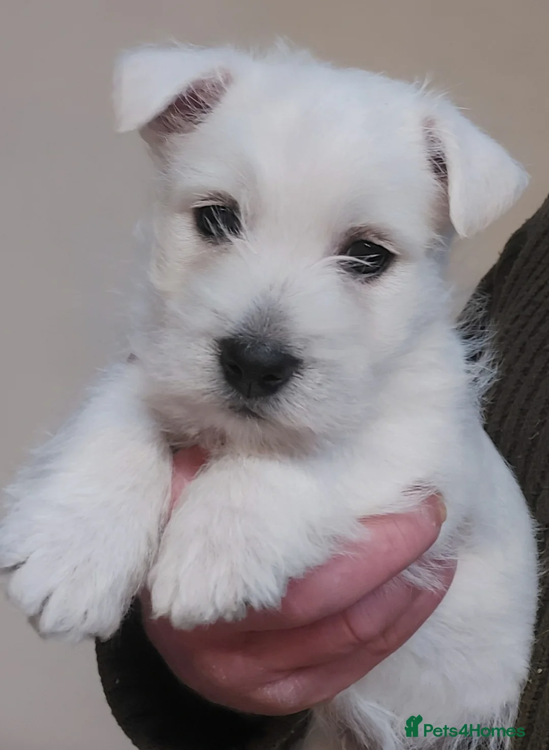 West Highland Terrier dogs for sale: Westie Pup  - Advert 2