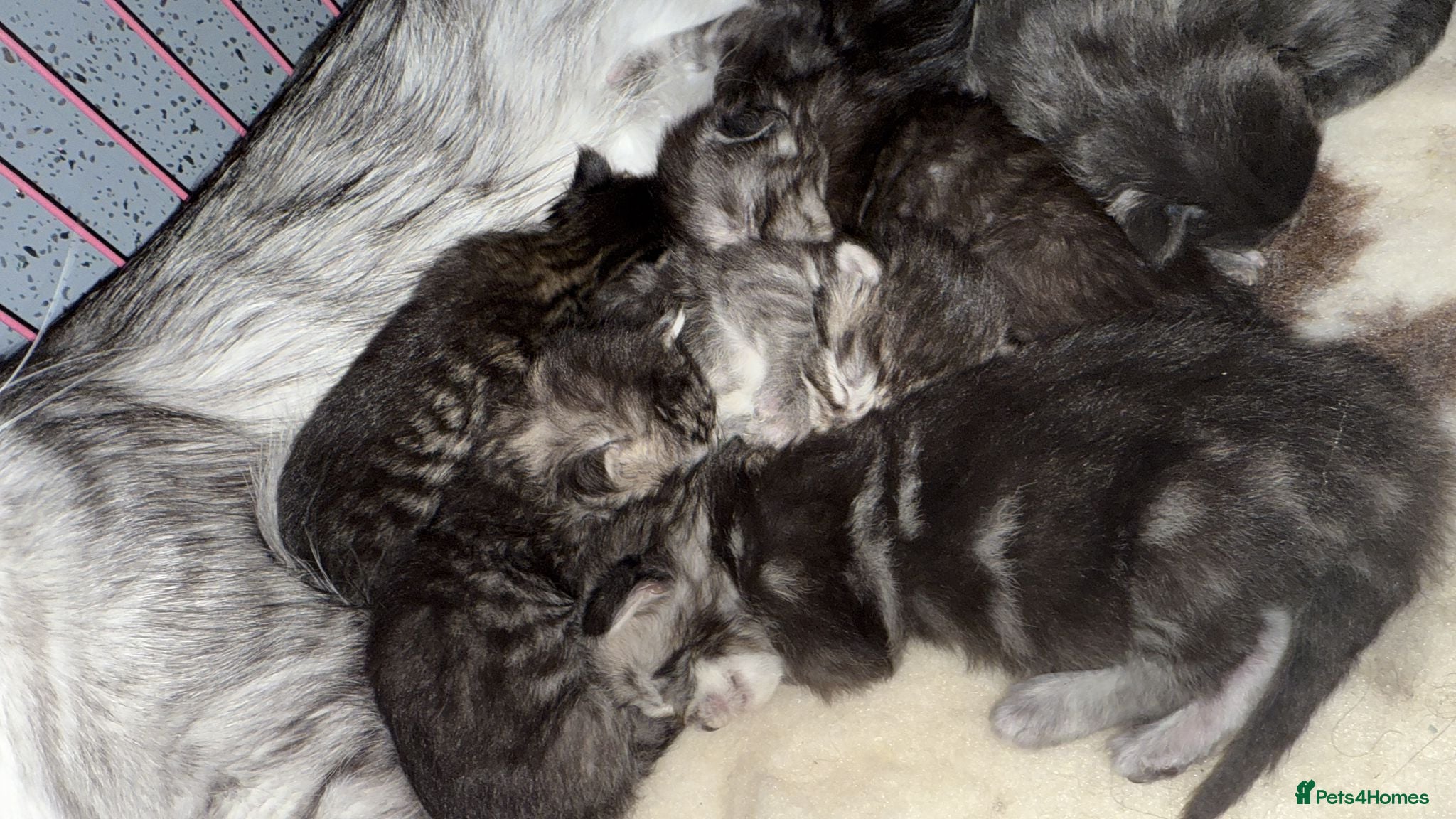 Maine Coon cats Stunning silver tabbies - GCCF Conancoon - Advert 1