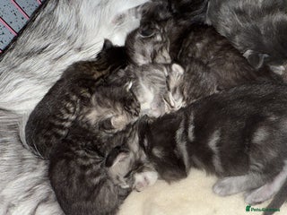 Maine Coon cats Stunning silver tabbies - GCCF Conancoon - Advert 1