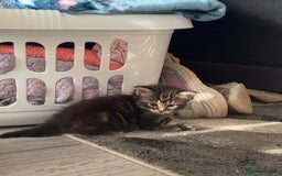 Mixed Breed cats for sale: Beautiful ragdoll x babies  in Ellesmere Port - Image 10
