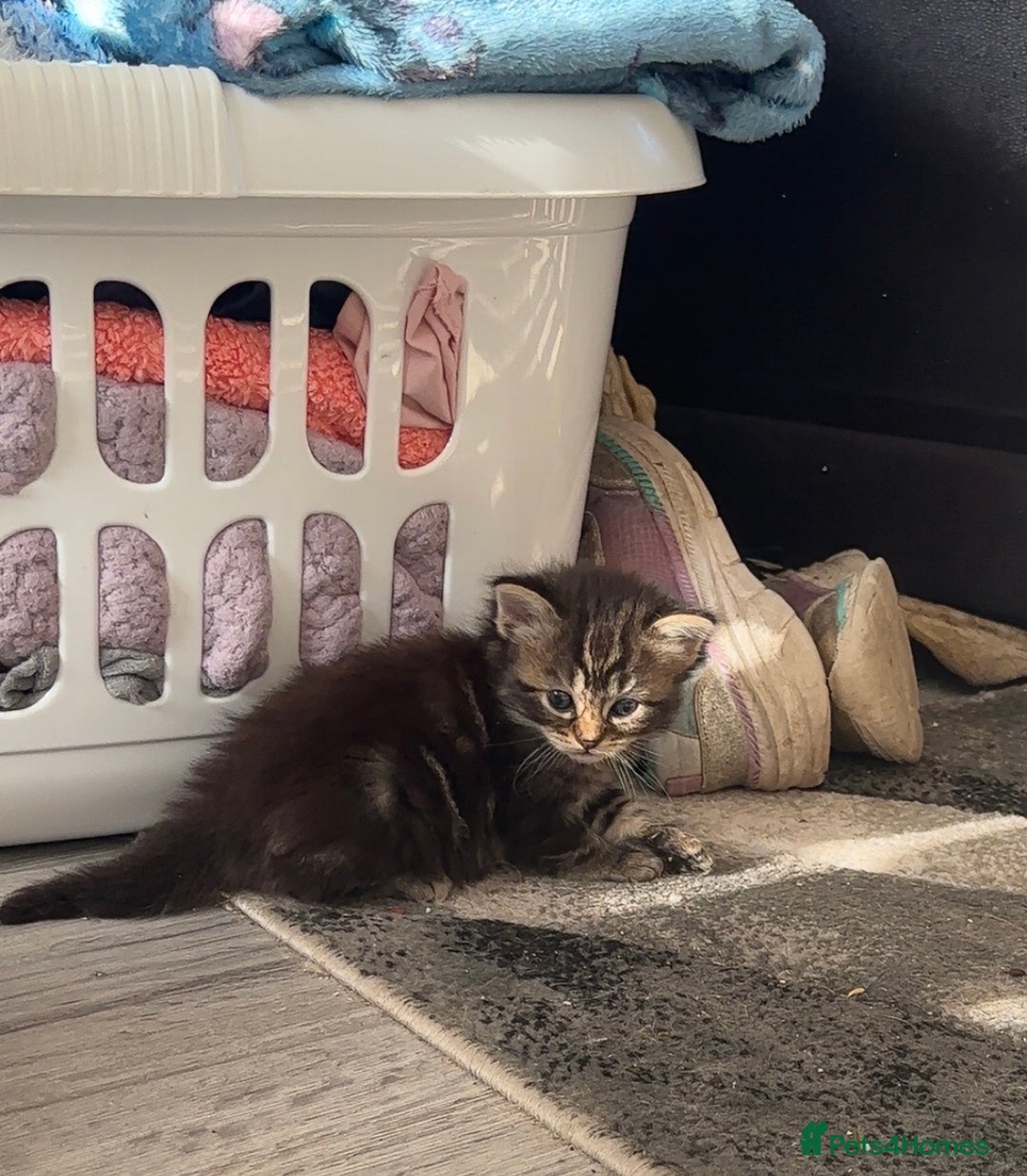 Mixed Breed cats for sale: Beautiful ragdoll x babies  in Ellesmere Port - Image 10