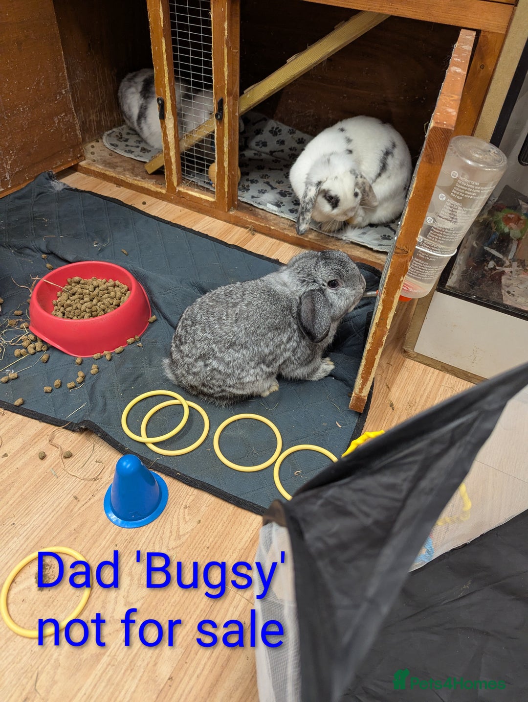 Mini Lop rabbits for sale: Very friendly mini lops! Perfect house bunnies!  - Advert 7