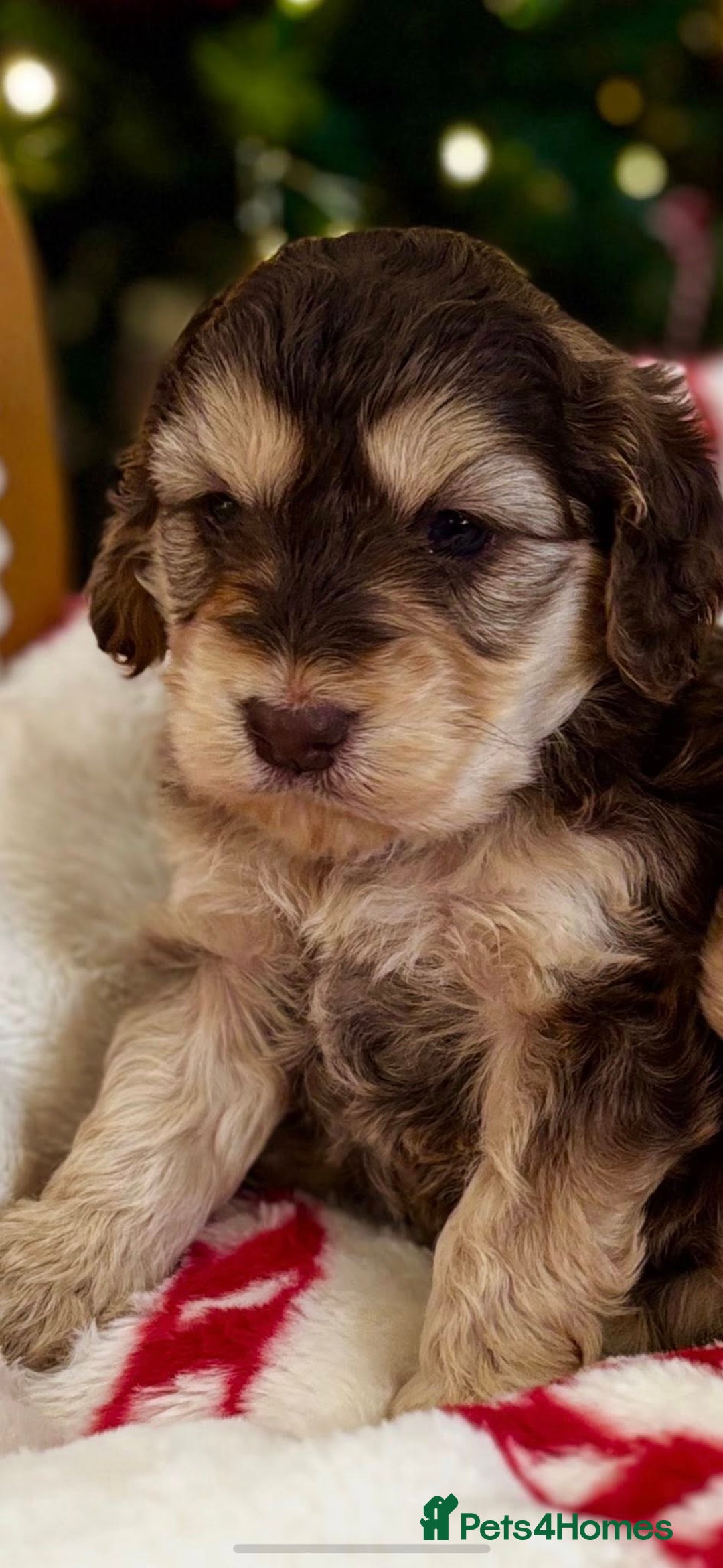 Cockapoo dogs for sale: F1 Chocolate and Tan Girl 5 star full health tests - Advert 1