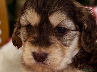 Cockapoo dogs F1 Chocolate and Tan Girl 5 star full health tests - Advert 1