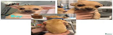 Chihuahua 3