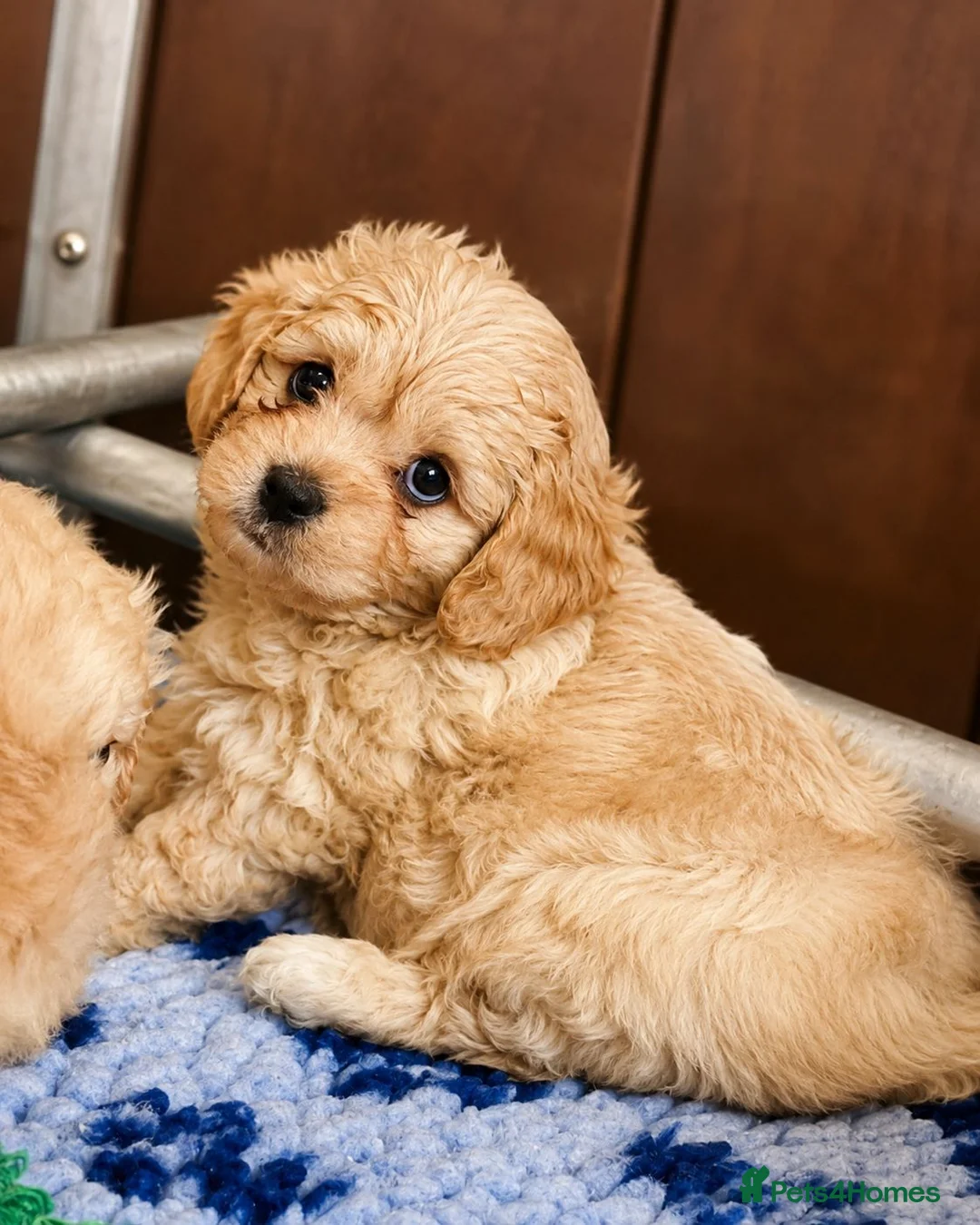 Cavachon dogs for sale: ✨️LAST STUNNING H/TESTED CREAM F1 CAVACHON BITCH✨️ - Advert 1