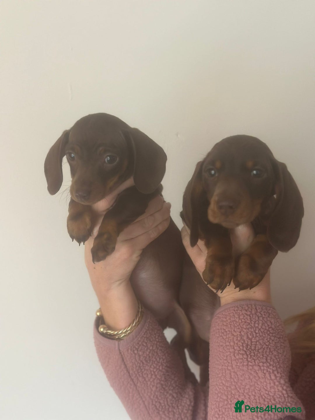 Dachshund dogs for sale: Miniature dachshunds  - Image 4