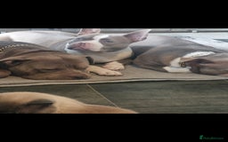 American Bull Staffy dogs for sale: Lilac and white female - Image 5