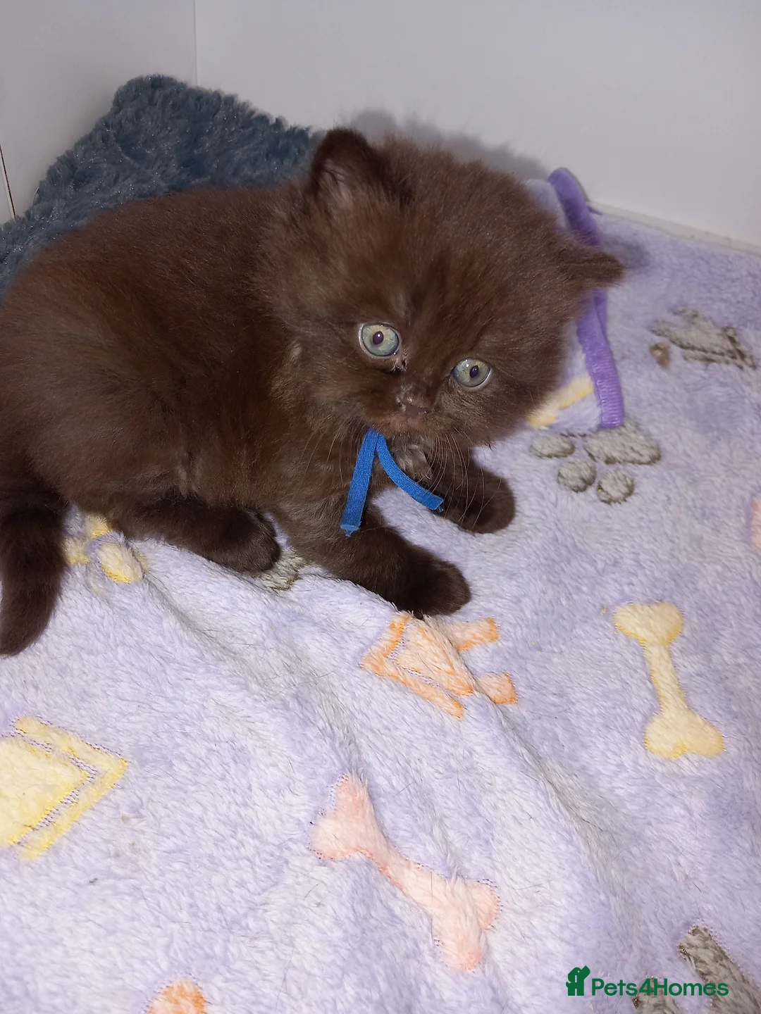 British Shorthair cats for sale: Chocolate BSH  - Advert 7