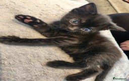 British Shorthair cats for sale: 4 beautiful little boys  - Image 5