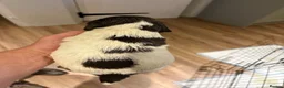English Springer Spaniel dogs for sale: KC Registered English Springer Spaniel Puppies  - Advert 26
