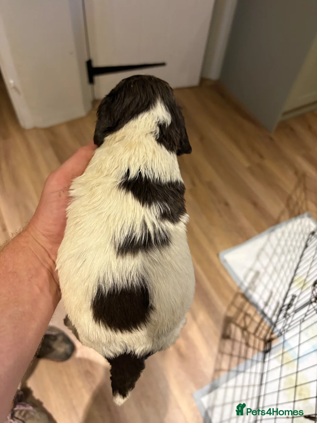 English Springer Spaniel dogs for sale: KC Registered English Springer Spaniel Puppies  - Advert 27
