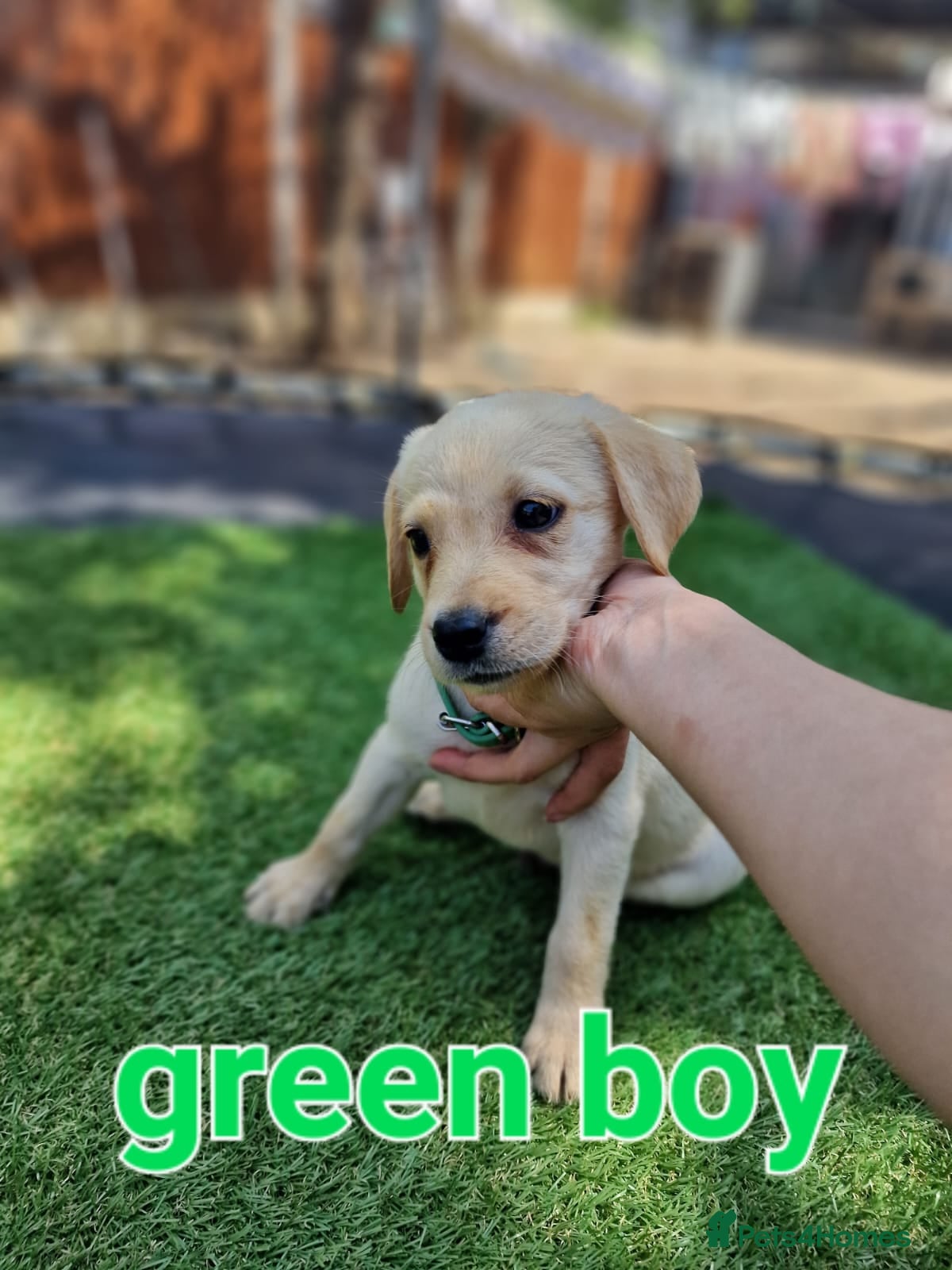 Labrador Retriever dogs KC registered Labrador Retriever puppies  - Advert 2