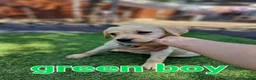 Labrador Retriever dogs for sale: READY NOW!!! KC registered Labrador Retriever  - Advert 34